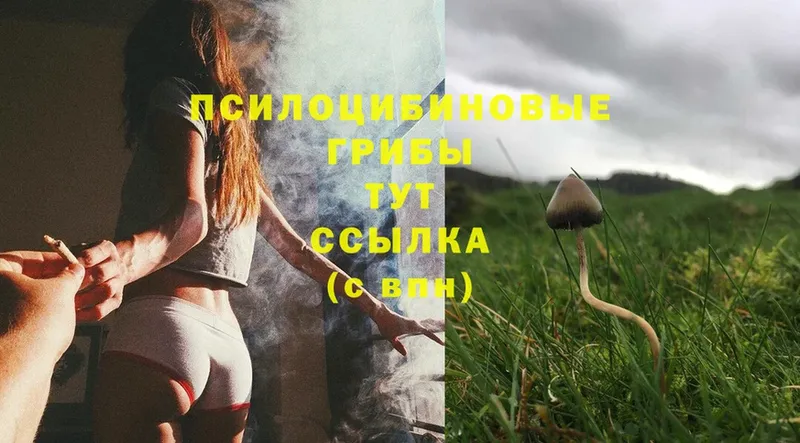 Псилоцибиновые грибы Cubensis  Казань 